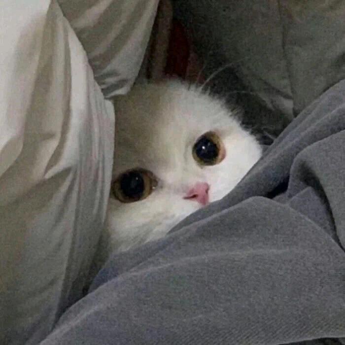 a.