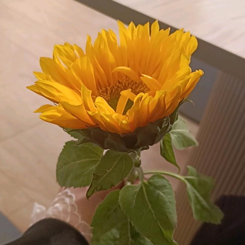 公主請໊ཀྃ發財এ᭄