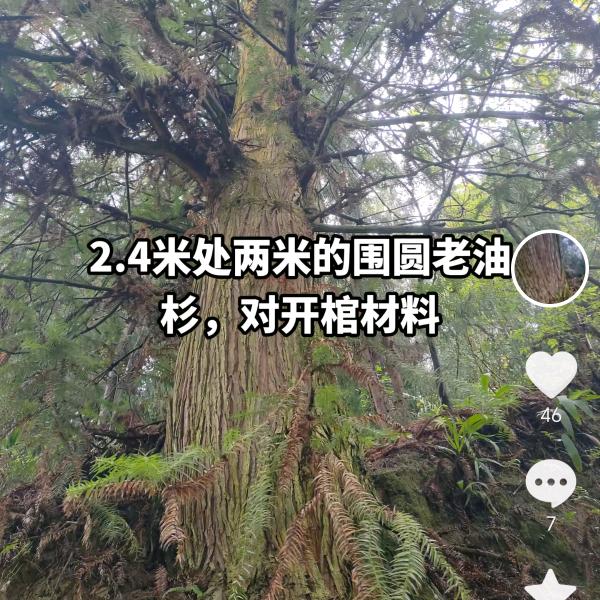 余生由梦