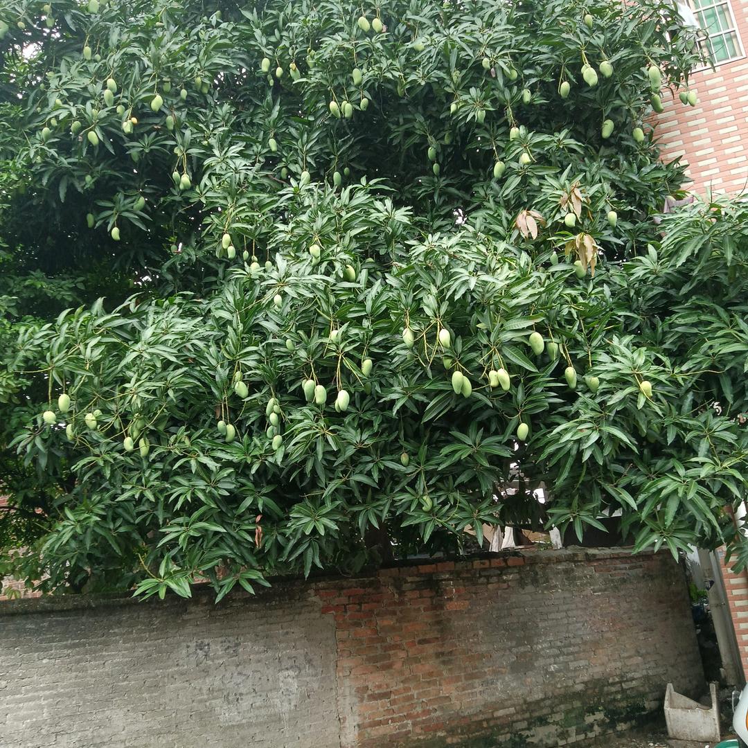 贵州茗茶
