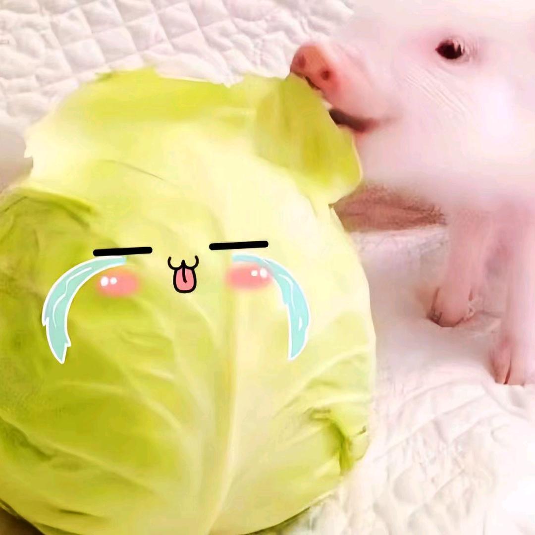 Z小X猪Y