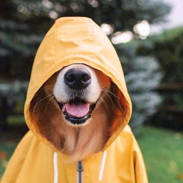 臻品源泡酒材料