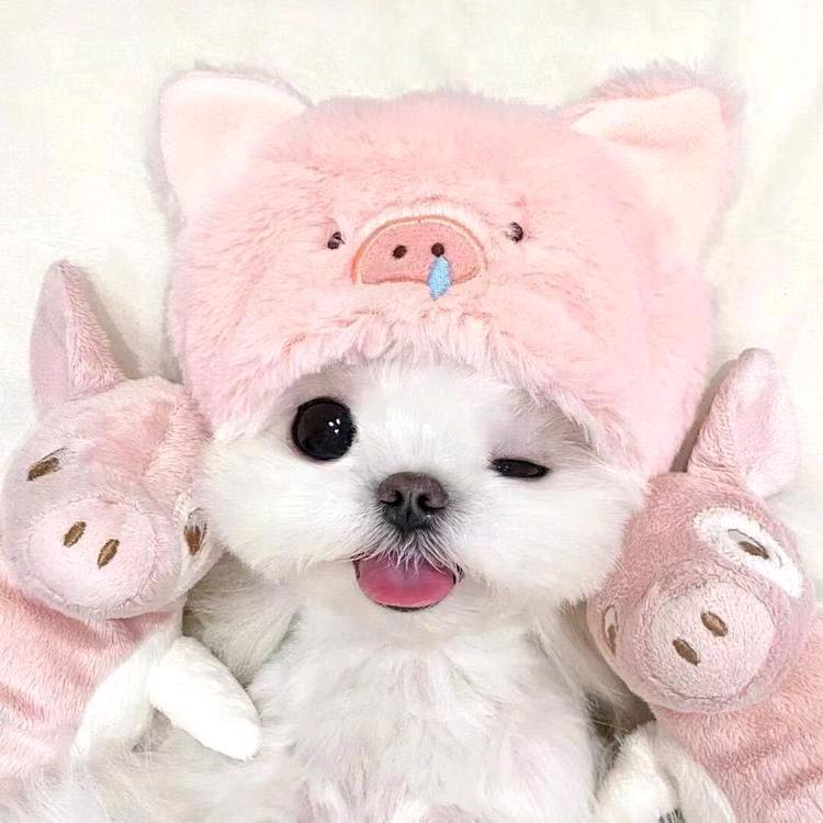 婉兮