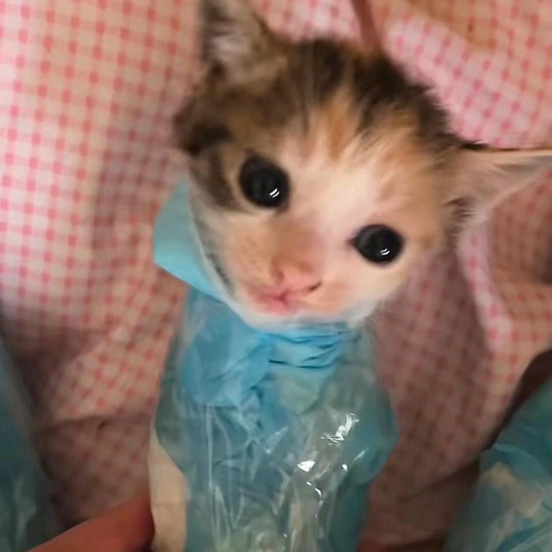 菠菜鱼