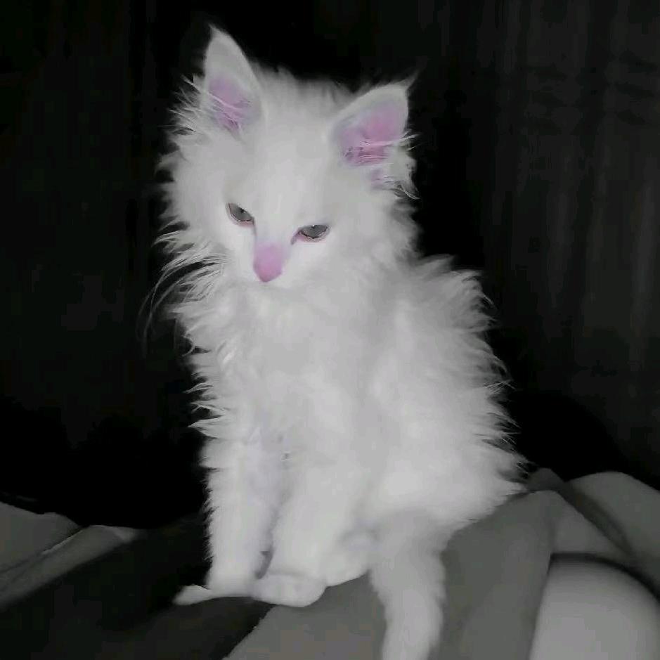 兎（三角洲行动）