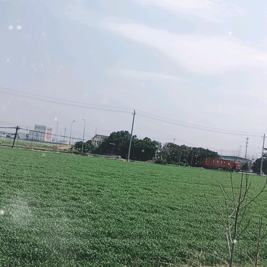 茶花