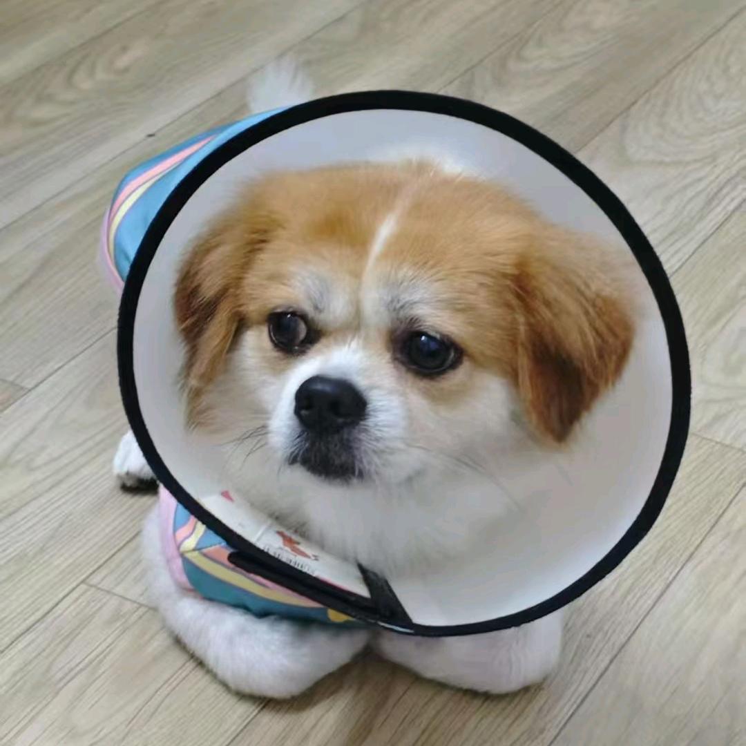 九宝