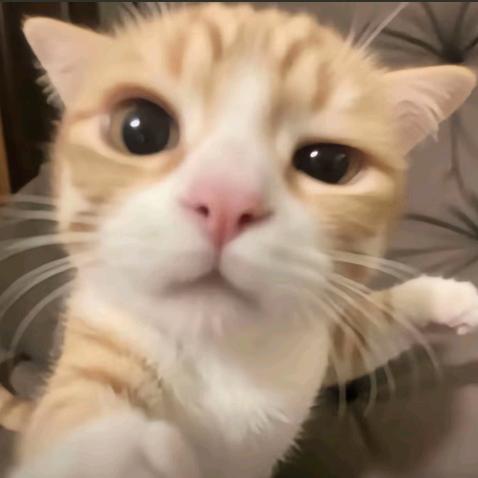 霆苍