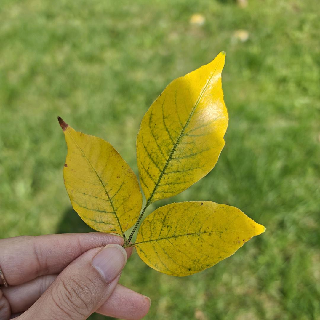 💝有梦当燃💝