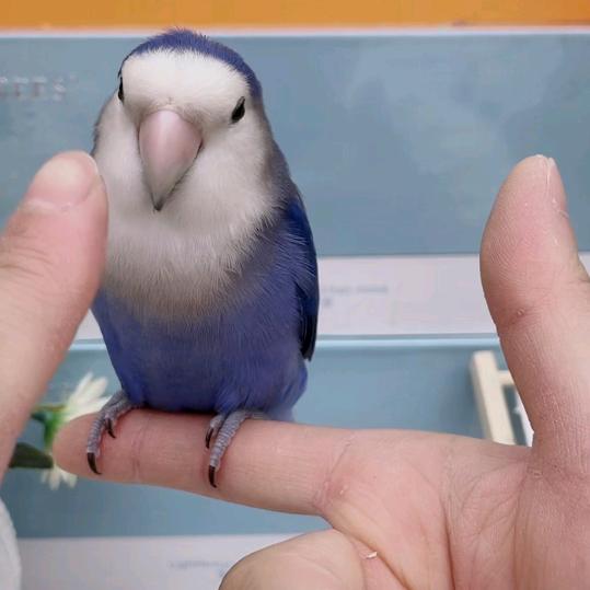 鹦悦庭繁育基地