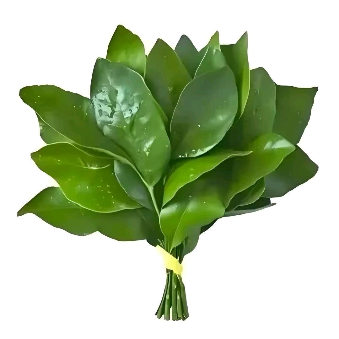静蔡