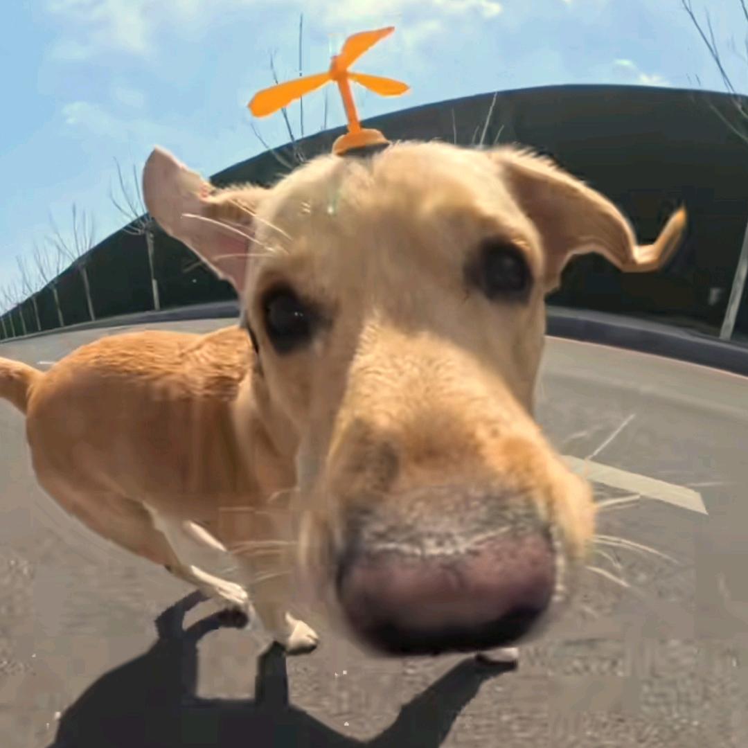 迷途的旅者