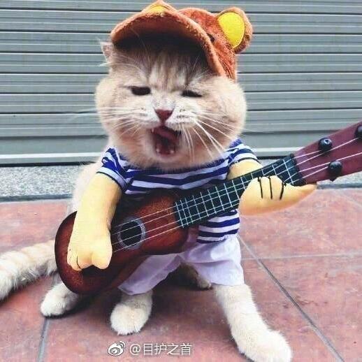 🌈逗猫遛狗🎶~~1231