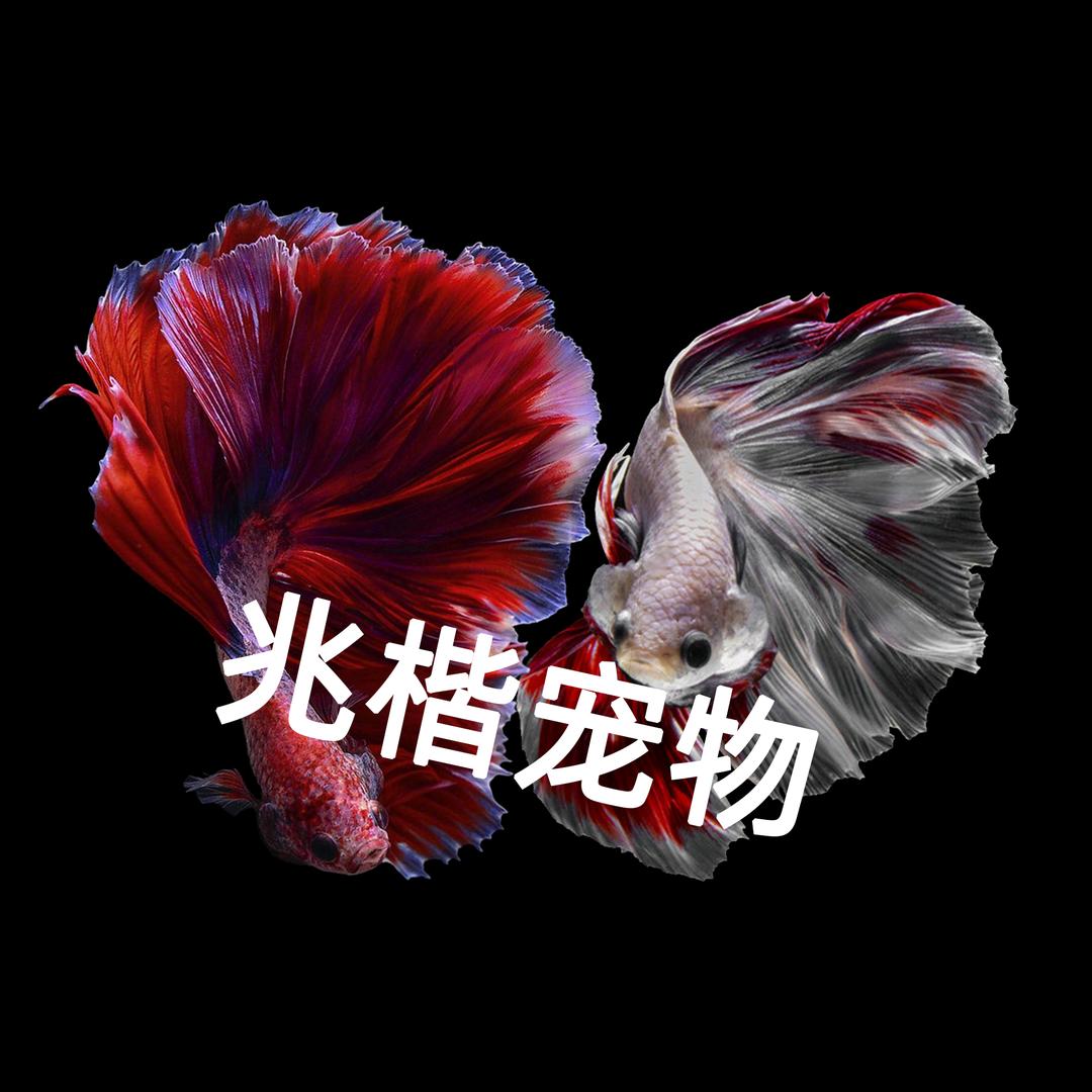 兆楷宠物优品
