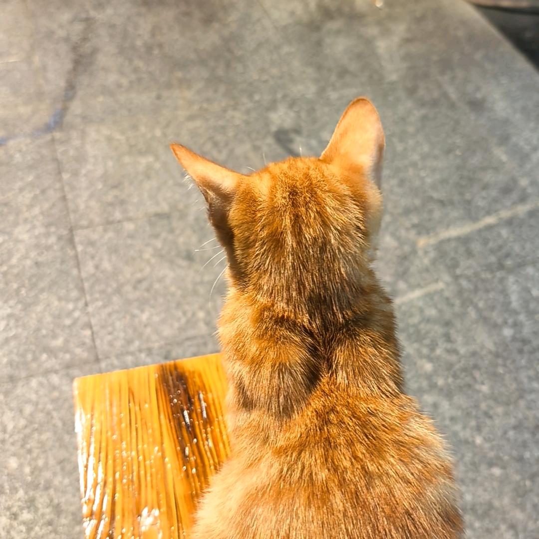 果园里面有什么