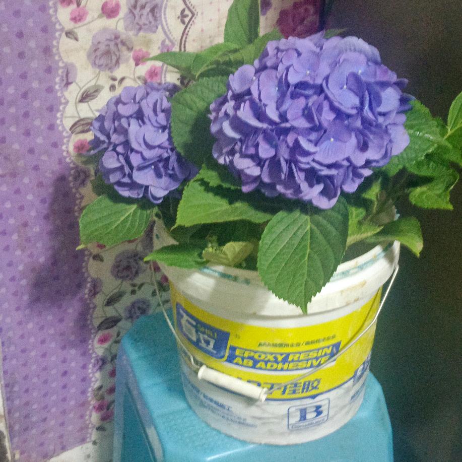 重庆石柱付明山药💊药花欢迎您