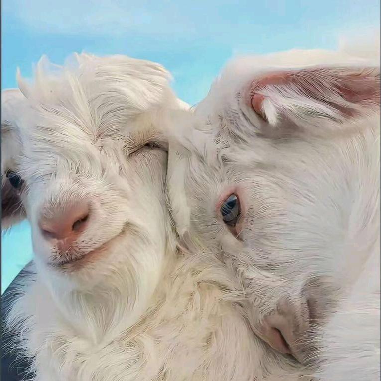 羊好多，鲜羊奶