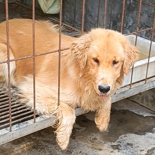 逗逗狗