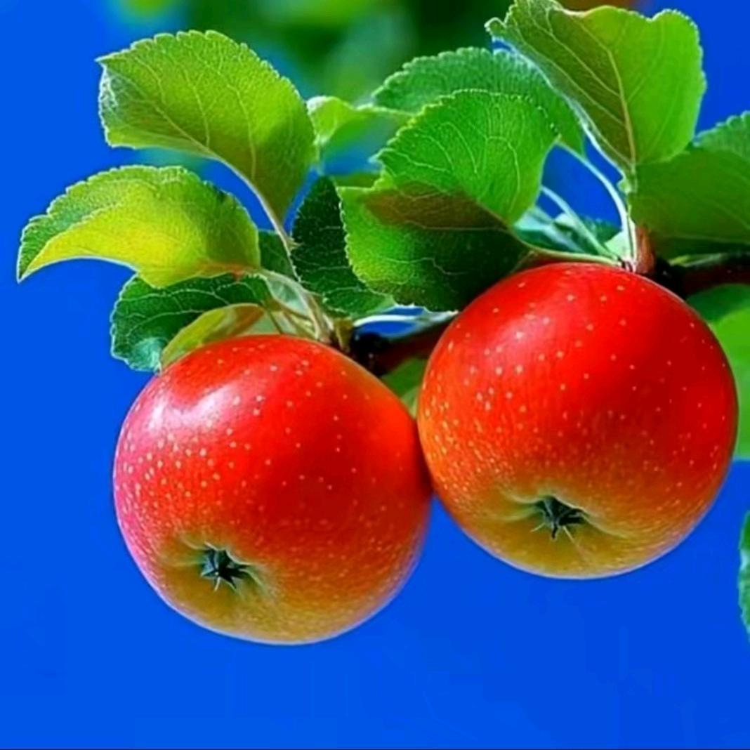 🌹🌹姚大大🌹🌹