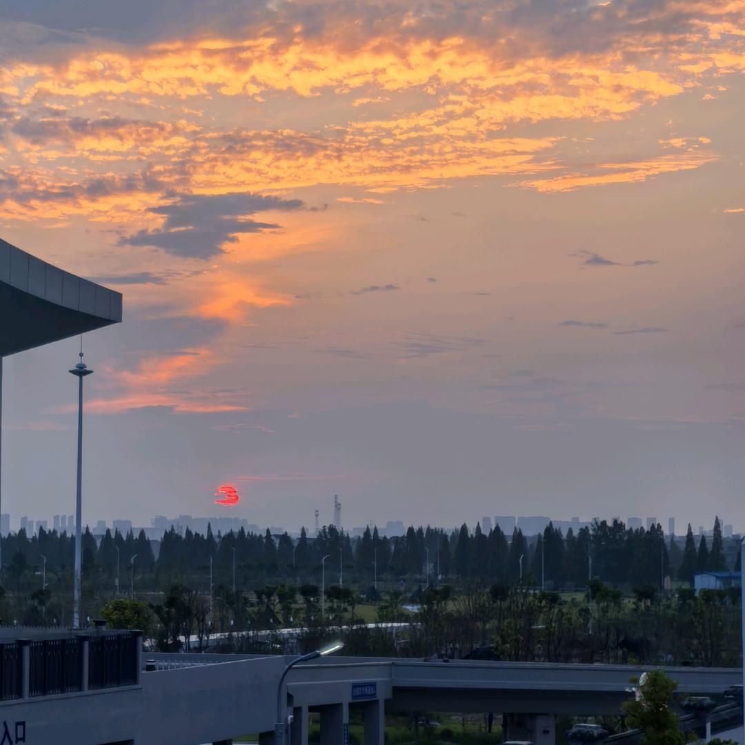 喜欢太阳的油菜花