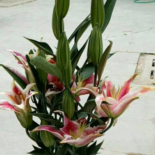 王格格