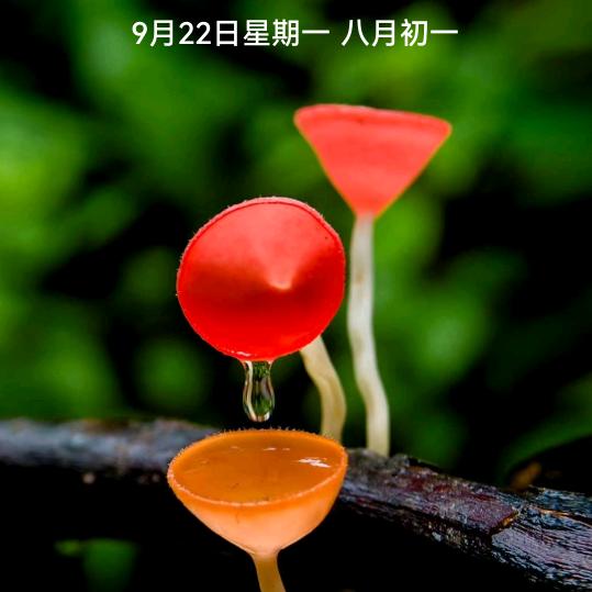 一方寸土 🌹🌹