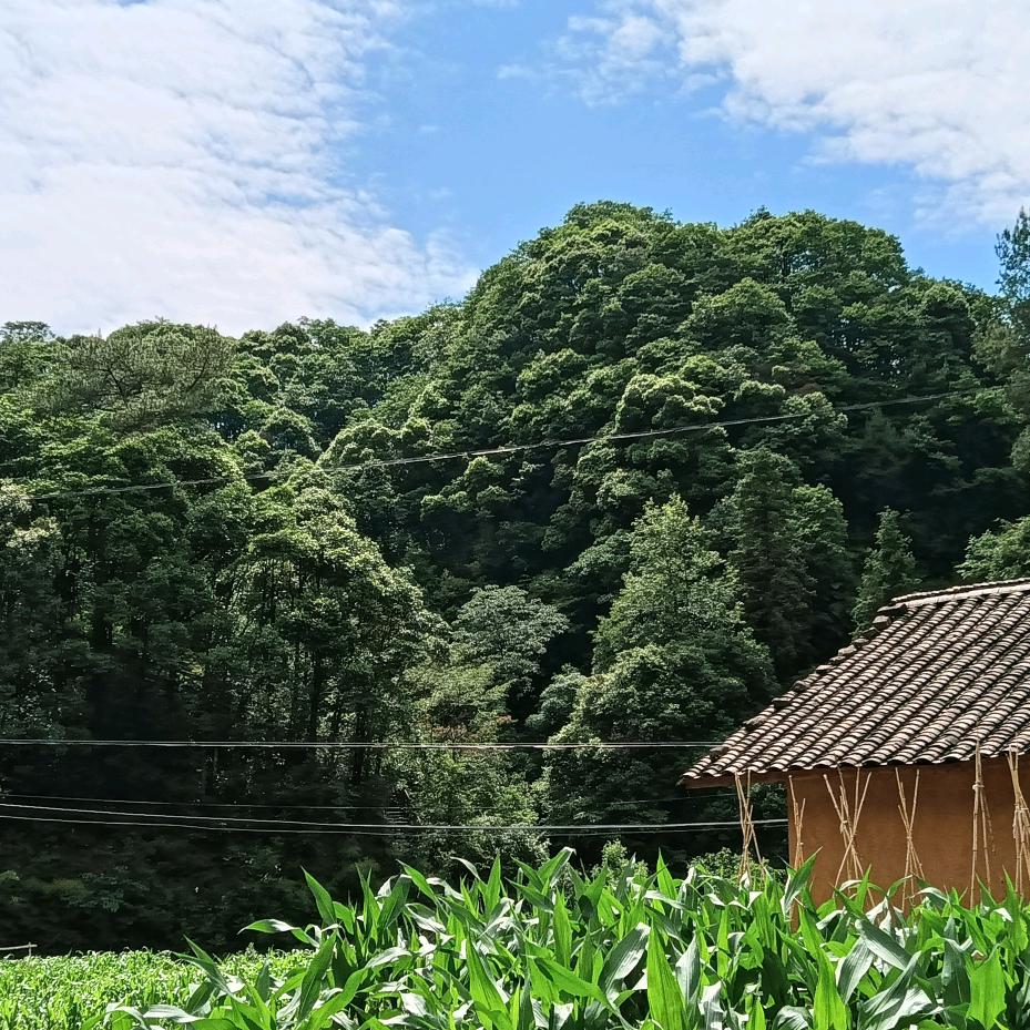 高田坑大姑姑