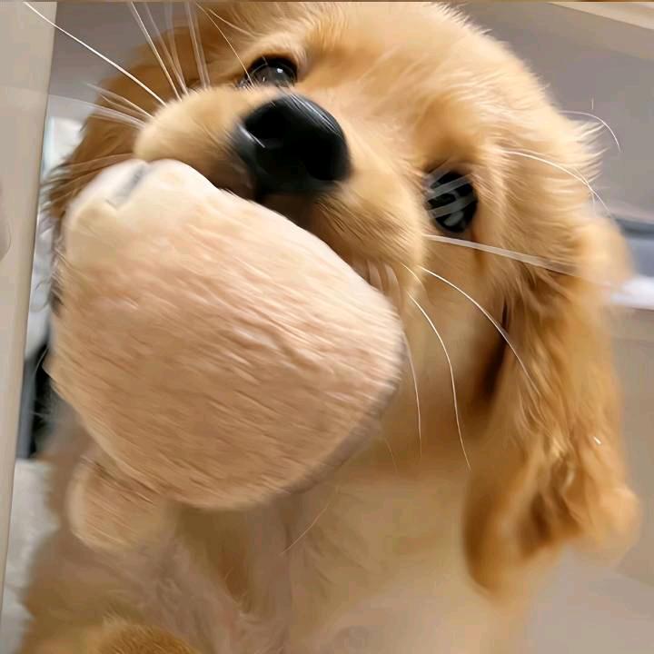 桑榆