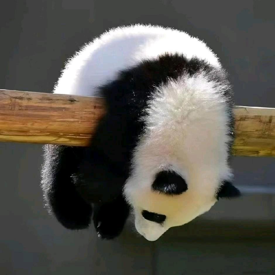 熬夜波比爱熬夜🌙