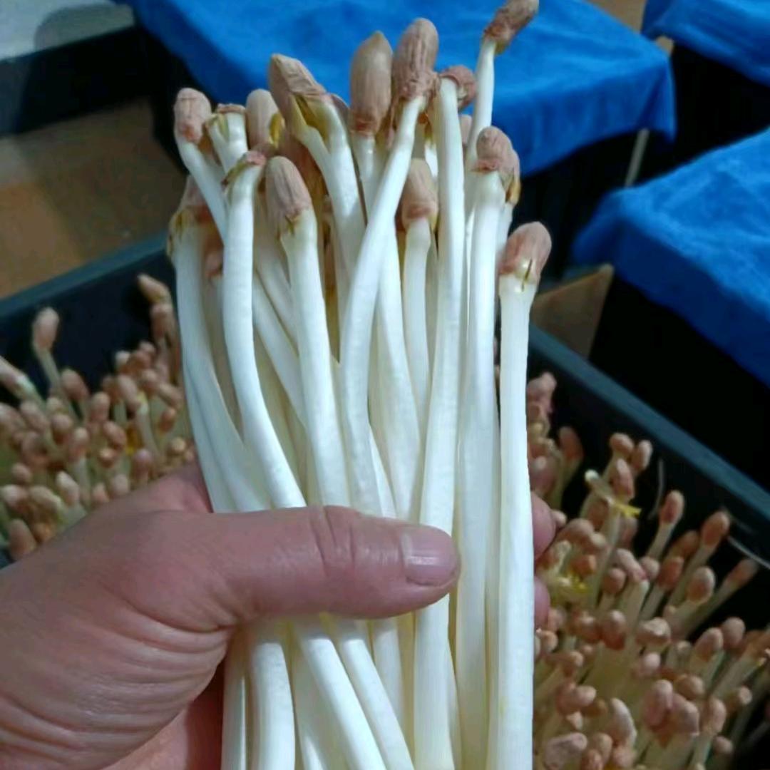 芽萌主
