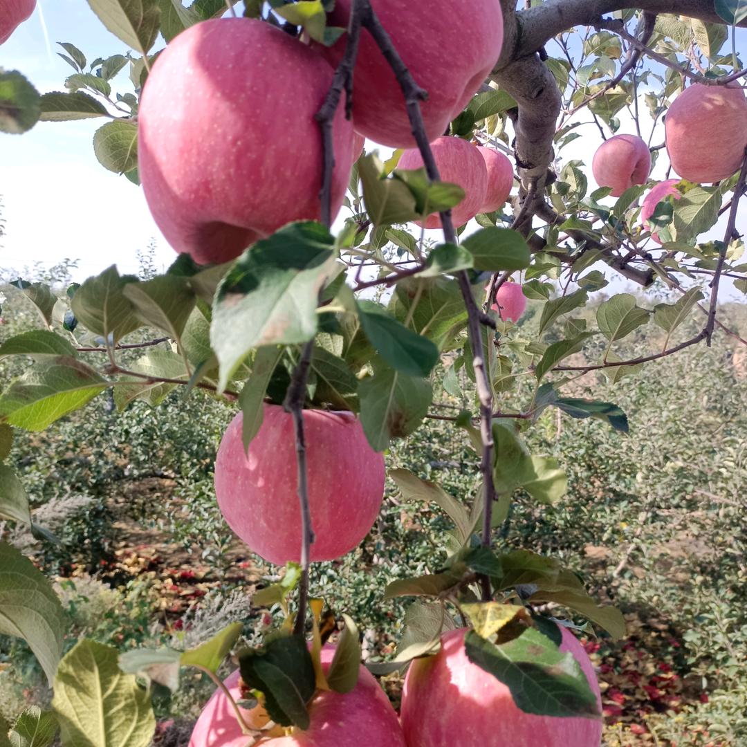 王氏果业，专做各种精品水果