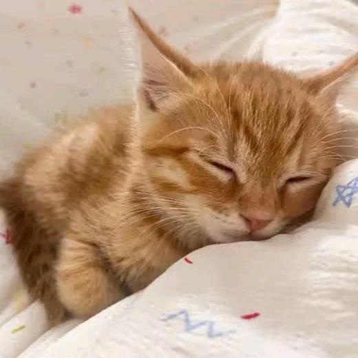 小猫枳梨头像