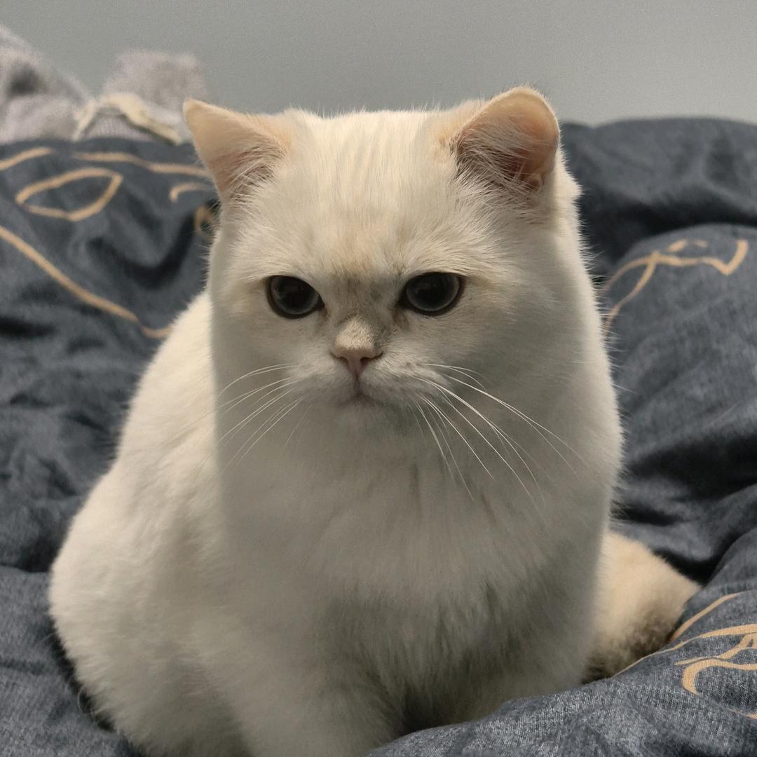 阿福是只猫