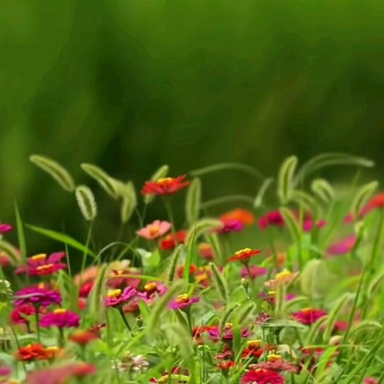 🥮幸福云鸽🥮⁸⁹⁹