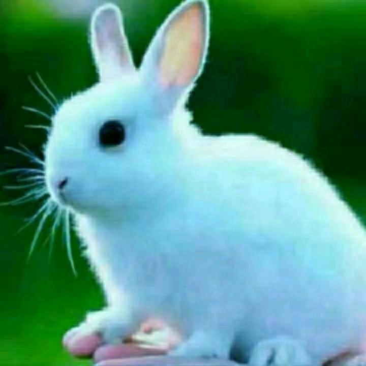 🐇