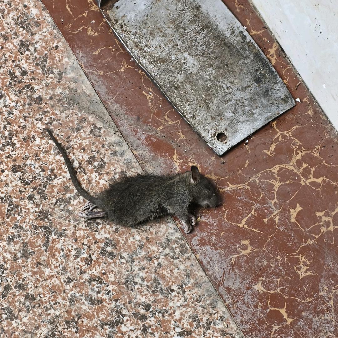 旅行不(三角洲大坝跑刀)