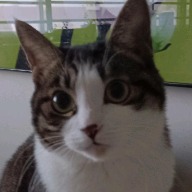小猫欢欢