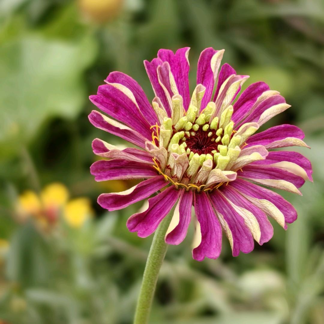 @！小冀ლ(́◉◞౪◟◉‵ლ)禅悟人生