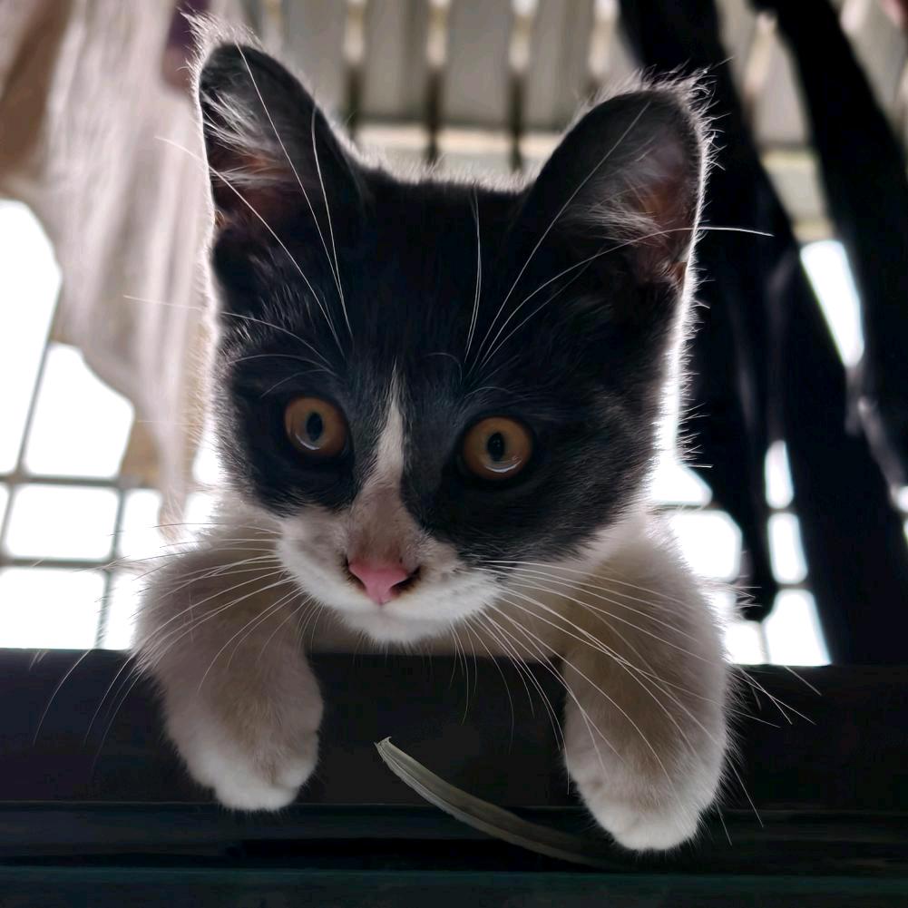 “十一”是只猫