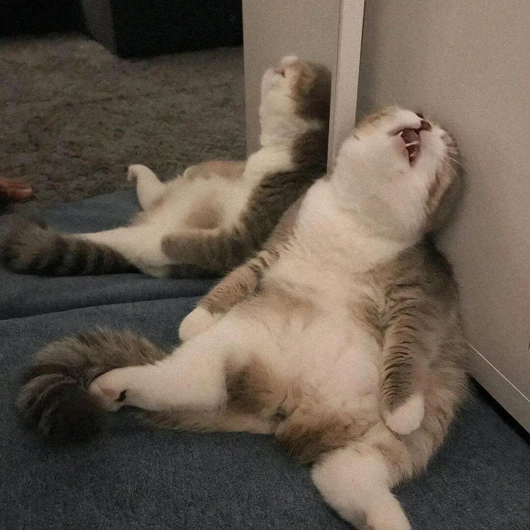 南烛照夜