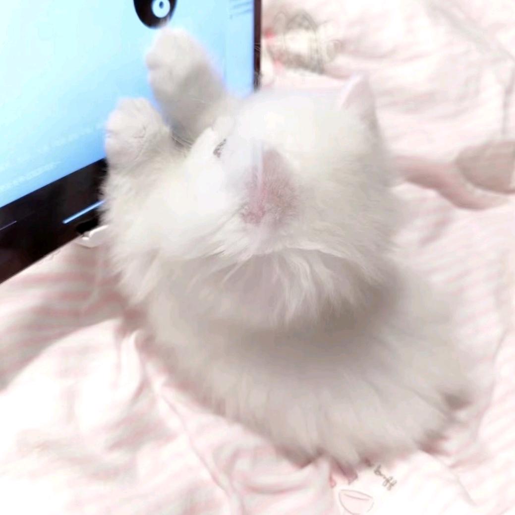 白会做梦.