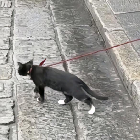 冰原