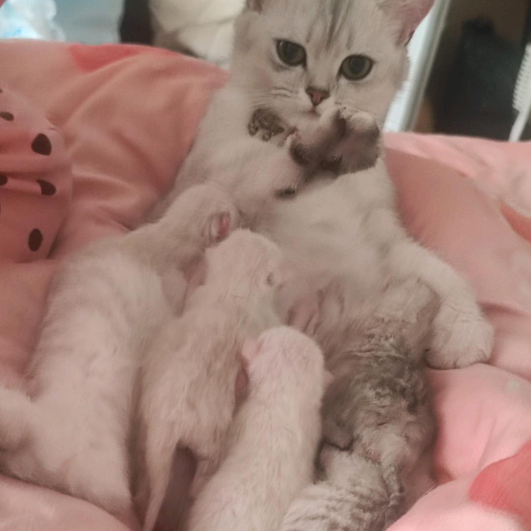 妞妞是一只喵喵