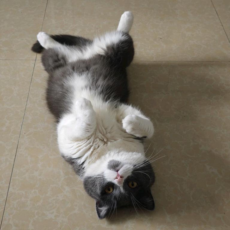 蓝猫和小蓝白