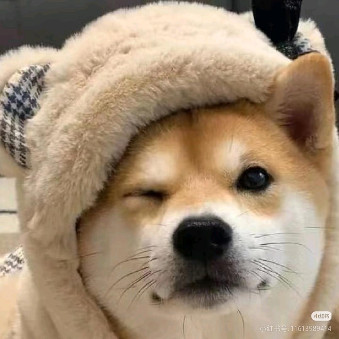 斑鸠