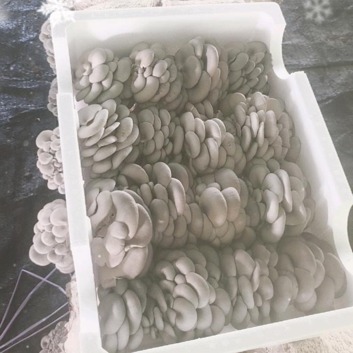 采磨菇的小姑娘