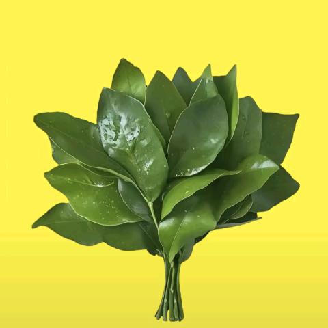 ᰔ 好运💐