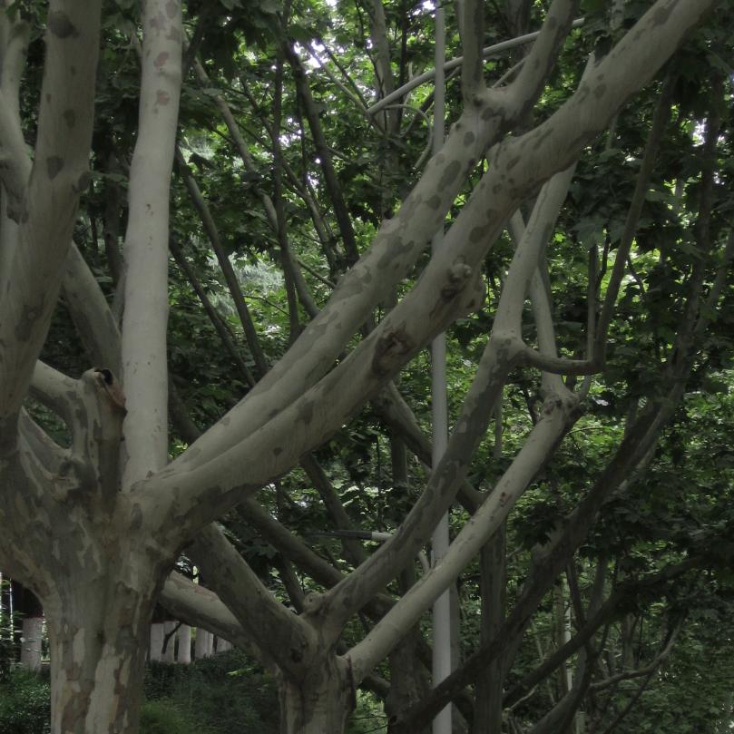 🌳.头像