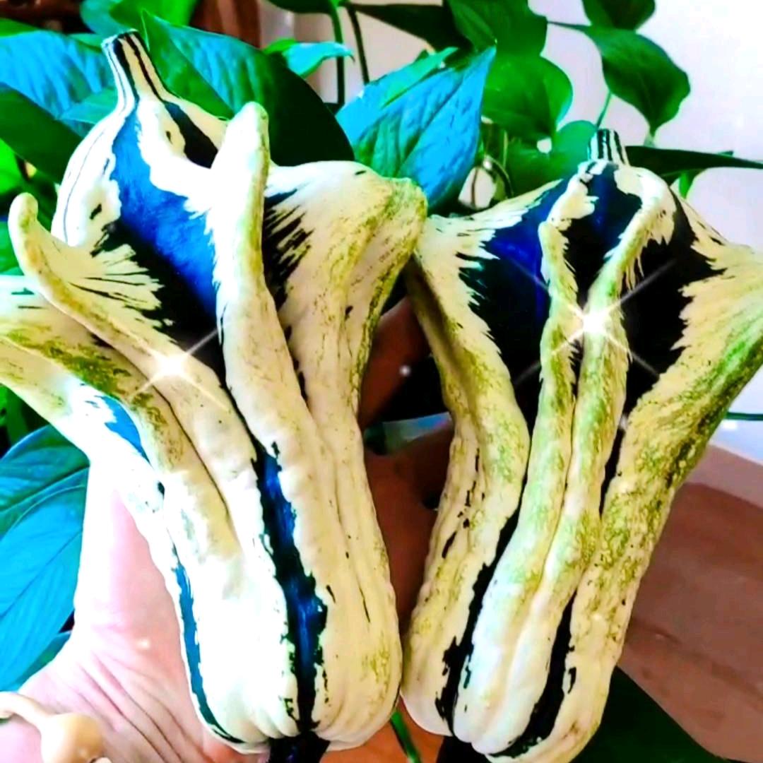 柒玖葫芦