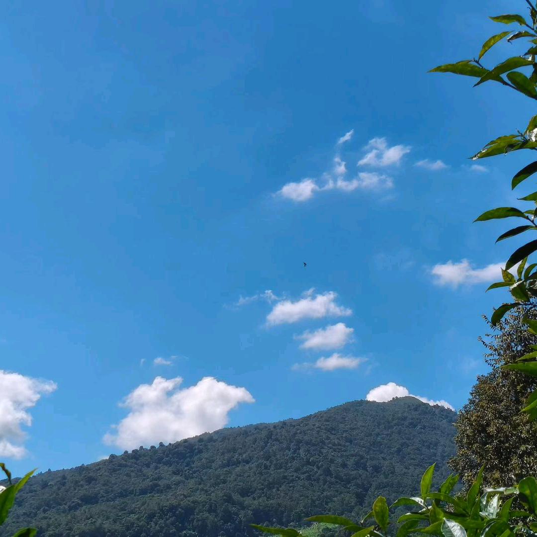 斑马鱼